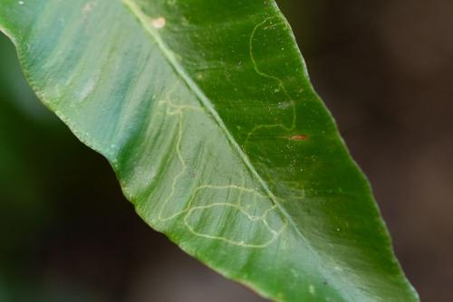 Chromatomyia scolopendri